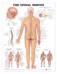 Spinal Nerves Anatomical Chart Laminated