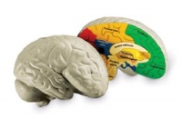 Learning Resources Cross Section Human Brain Model Learning Resources Cross Section Human Brain Model