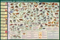 Milestones of Evolution Poster Print