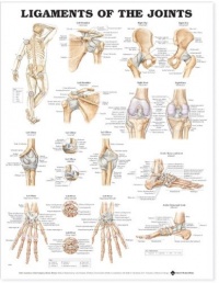 Ligaments of the Joints Anatomical Chart Ligaments of the Joints Anatomical Chart