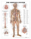 The Nervous System Anatomical Chart Laminated