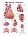 Anatomy of the Heart Anatomical Chart Laminated-9878PL1.5