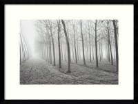 Poplars, Po River Valley by Mark Citret, Framed Print Art - 19.05 x 25.05 Poplars, Po River Valley by Mark Citret, Framed Print Art - 19.05 x 25.05