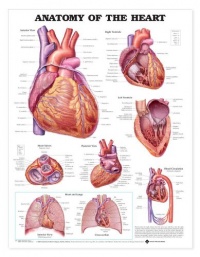 Anatomy of the Heart Anatomical Chart Laminated-9878PL1.5 Anatomy of the Heart Anatomical Chart Laminated-9878PL1.5