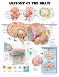 Anatomy of the Brain Anatomical Chart Laminated Anatomy of the Brain Anatomical Chart Laminated