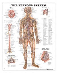 The Nervous System Anatomical Chart Laminated