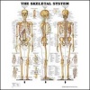 Skeletal System Anatomical Chart Laminated