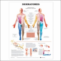 Dermatomes Anatomical Chart