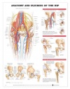 Hip Anatomy and Injuries Chart