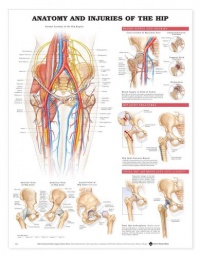Hip Anatomy and Injuries Chart Hip Anatomy and Injuries Chart