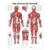 The Muscular System Anatomical Chart