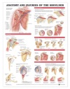 Shoulder Anatomy and Injuries Chart