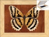Butterfly +MORE DESIGNS-Wood Art-Unique No two are alike-Handmade USA-Original work of Art-Unmatched Quality.. . . . . BUTTERFLY Jewelry Box - Inlay Wood Art. . . . . Sturdy Construction - Not some cheap foreign import. . . . . An Original work of Art - N