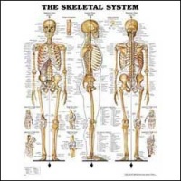 Skeletal System Anatomical Chart Laminated
