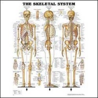 Skeletal System Anatomical Chart Laminated Skeletal System Anatomical Chart Laminated