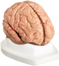 Budget Brain With Arteries Model