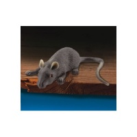 Realistic Full Size Rubber Mouse Halloween Gag Realistic Full Size Rubber Mouse Halloween Gag