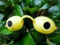 Super Sunnies UV Eye Protection Tanning Goggles Eyeshields One Pair Super Sunnies UV Eye Protection Tanning Goggles Eyeshields One Pair