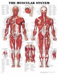 LAMINATED The Muscular System Anatomical Chart Poster Print - 20x26 LAMINATED The Muscular System Anatomical Chart Poster Print - 20x26